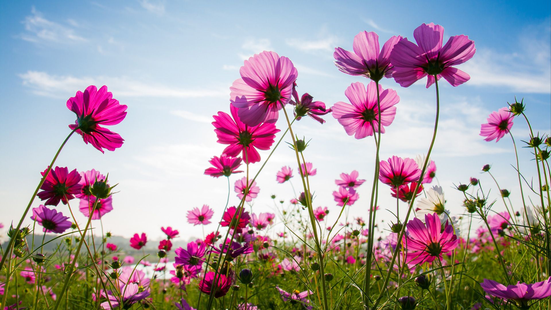 Composizione floreale Caldart